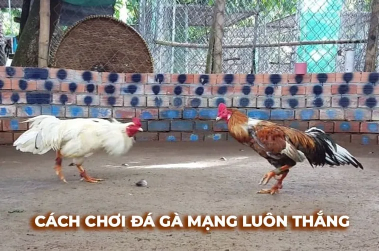 Bí Quyết Chơi Đá Gà Sabong Tại H3Bet Từ Các Chuyên Gia Hàng Đầu 1 Bí Quyết Chơi Đá Gà Sabong Tại H3Bet Từ Các Chuyên Gia Hàng Đầu